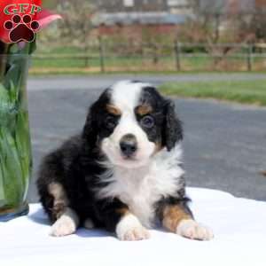 Miller, Mini Bernedoodle Puppy